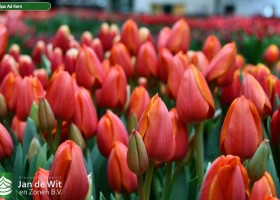 Tulipa Ad Rem (3)